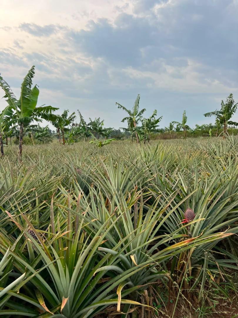 478 acres on sale photo 1